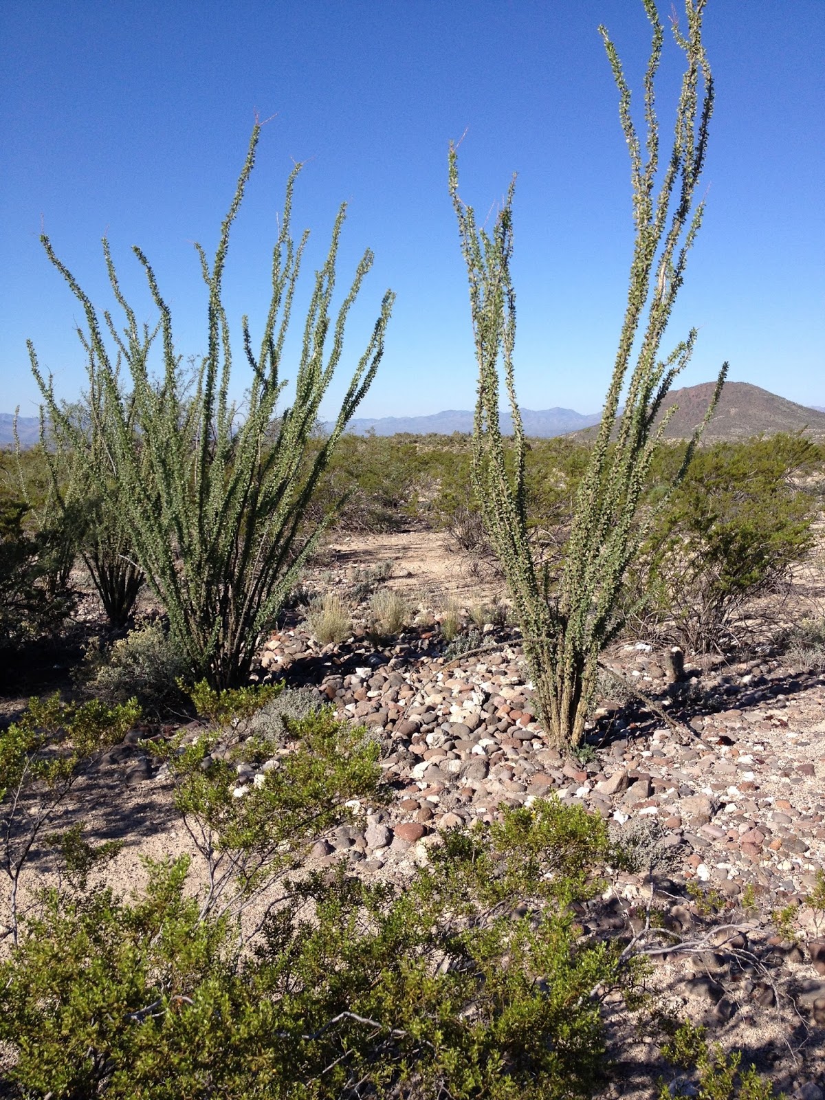 Wild Herb Ways Ocotillo Healing Heart on the Medicine Road