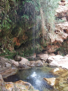 paradise valley oe nicky dale