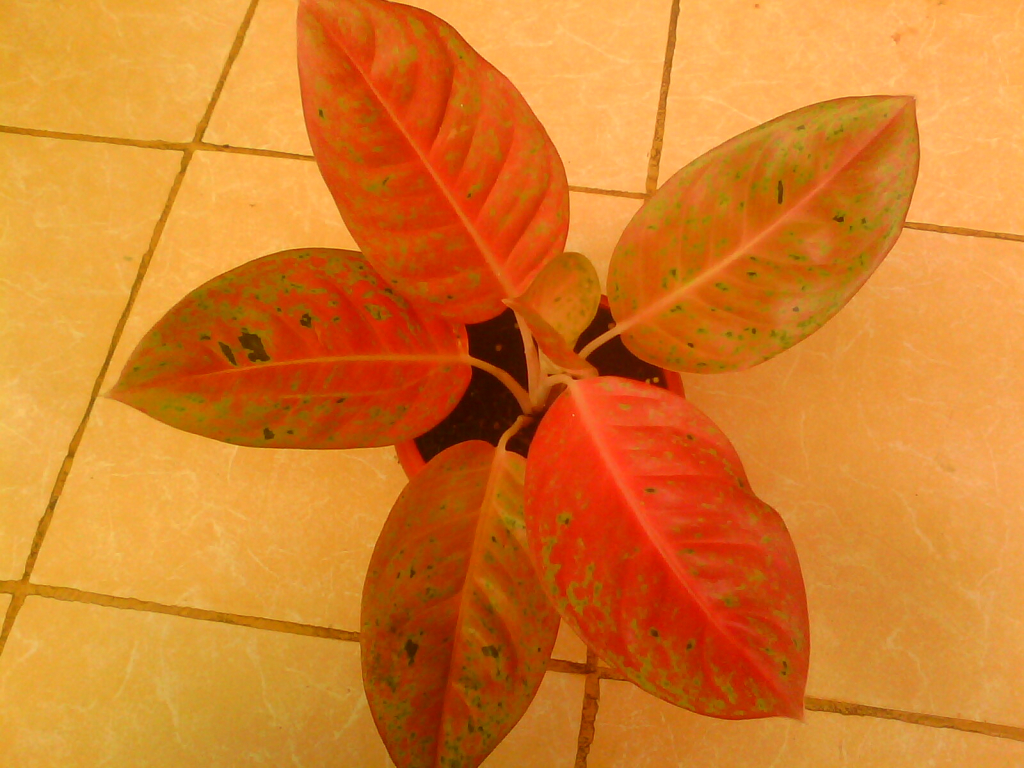 Merawat Aglaonema yang Baik - Wanita Muslimah Cantik