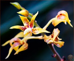 orchid classification