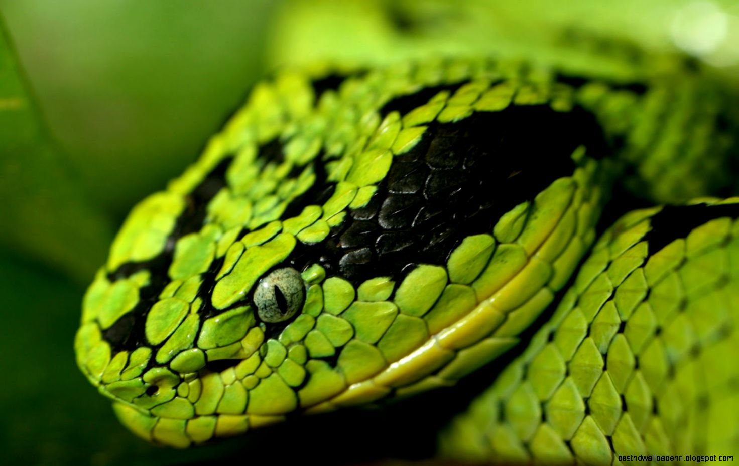 Macro Photography Green Snakes Wallpaper 6128 Wallpaper