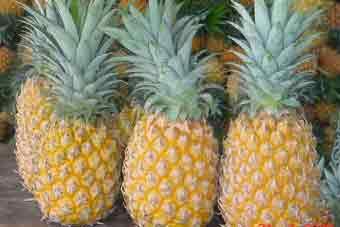 BUDIDAYA TANAMAN NANAS