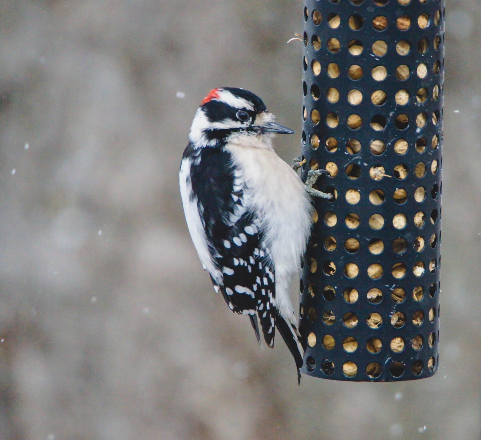 Review of Woodpecker Facts and Photography