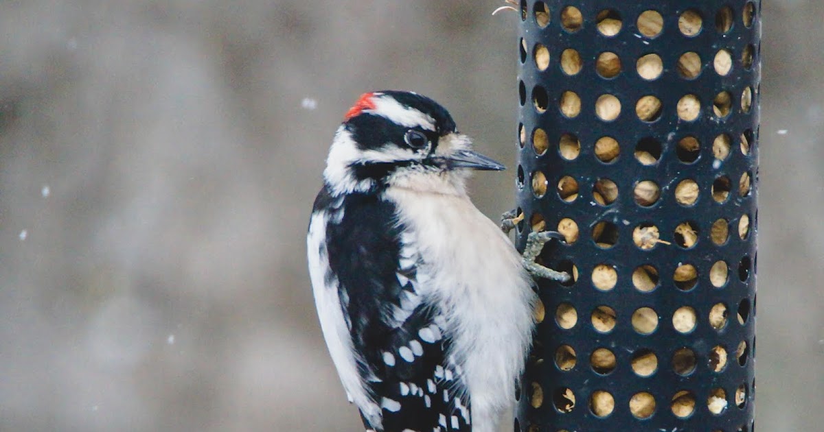 Review Of Woodpecker Facts And Photography