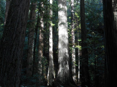 woods, darkness, guiding spiritual light, 