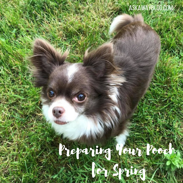 Preparing Your Pooch for Spring