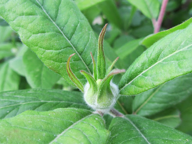 Bocciolo di Nespolo Comune