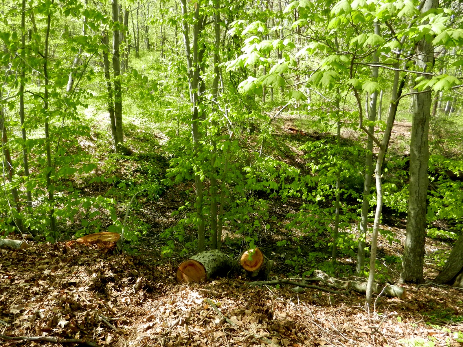 About New York More About the Woods/Long Island