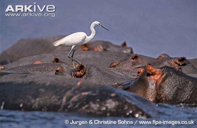 interactions between african wildlife little egret