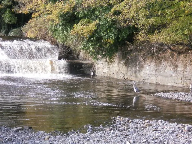 Walk the River Dodder in Dublin - waterfall and heron