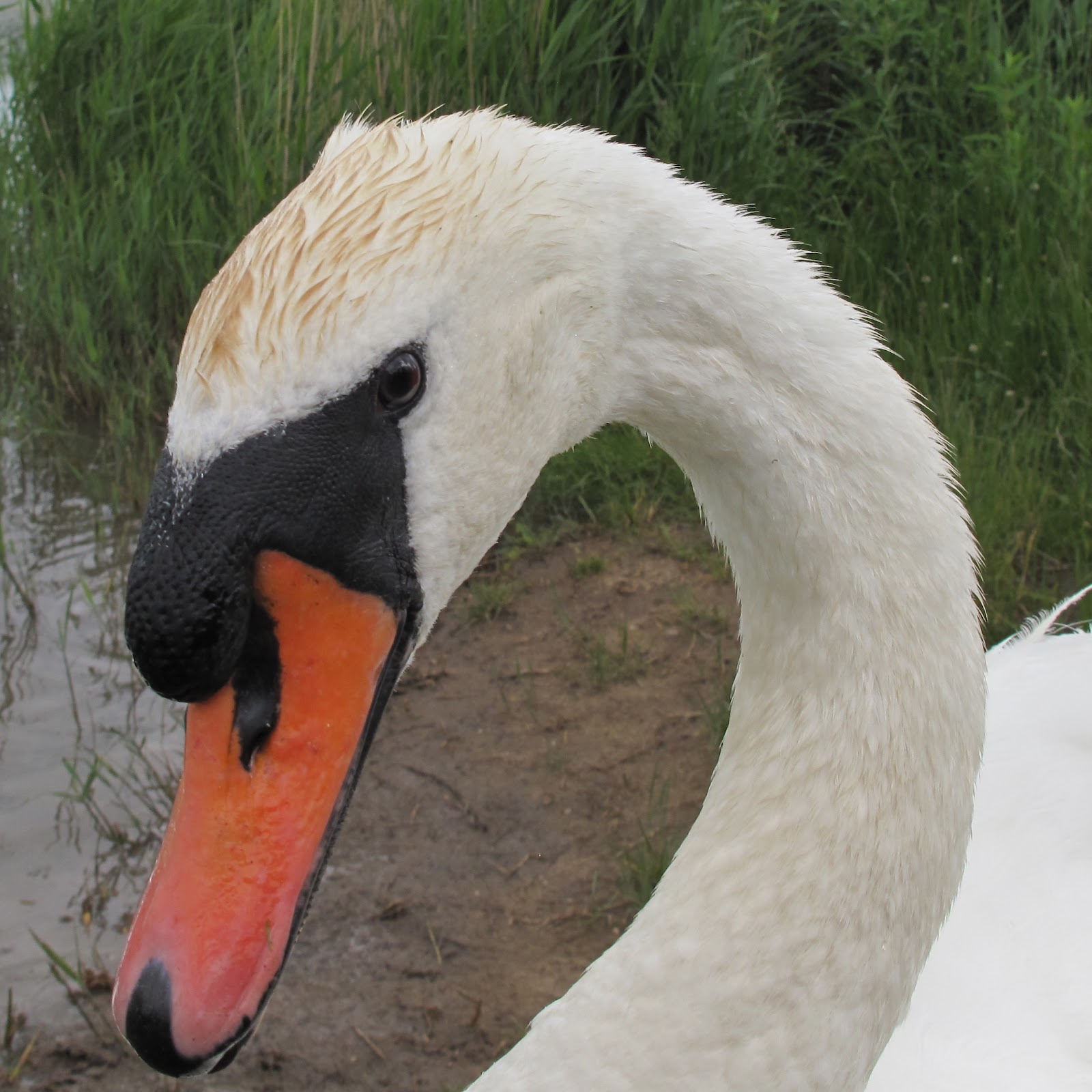 The Rattling Crow Mute Swan Colour Polymorphism the-rattling-crow-mute-swan-colour-polymorphism
