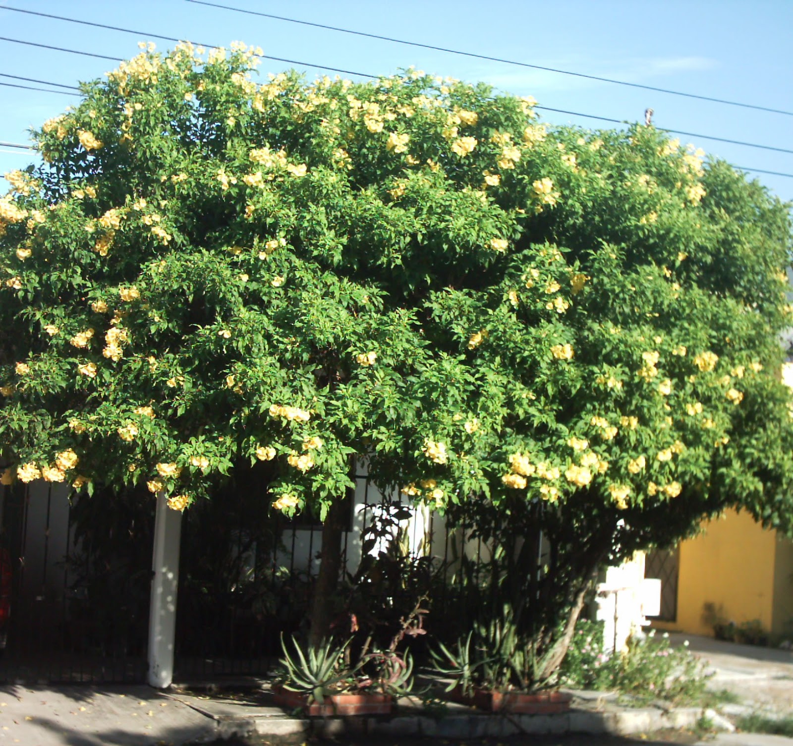 Sintético 96+ Foto árbol De San