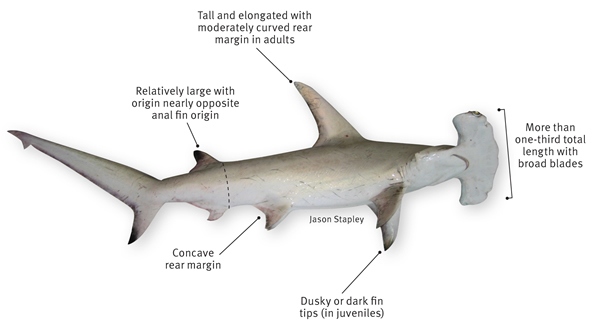 Punk Biology Student Blog: Great Hammerhead Shark (Sphyrna ... remora fish diagram 