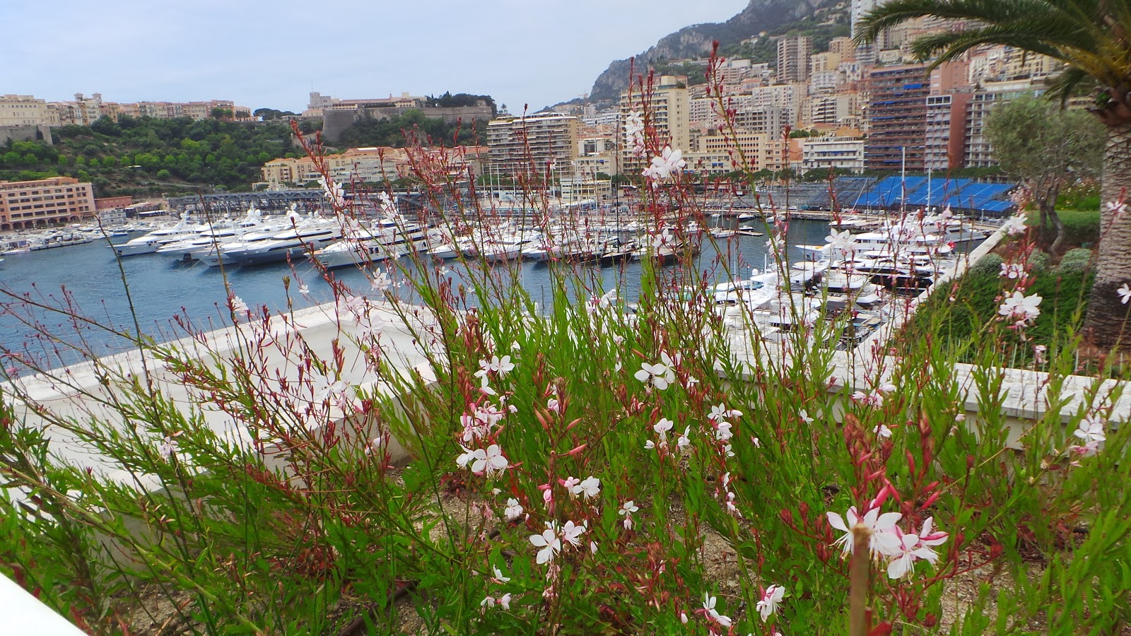 pakdoktergolfblog The CardioThoracique Centre of Monaco
