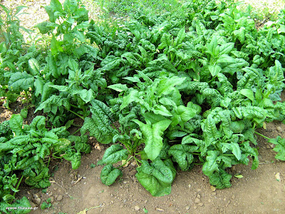 Σπανάκι σπορά φύτεμα καλλιέργεια