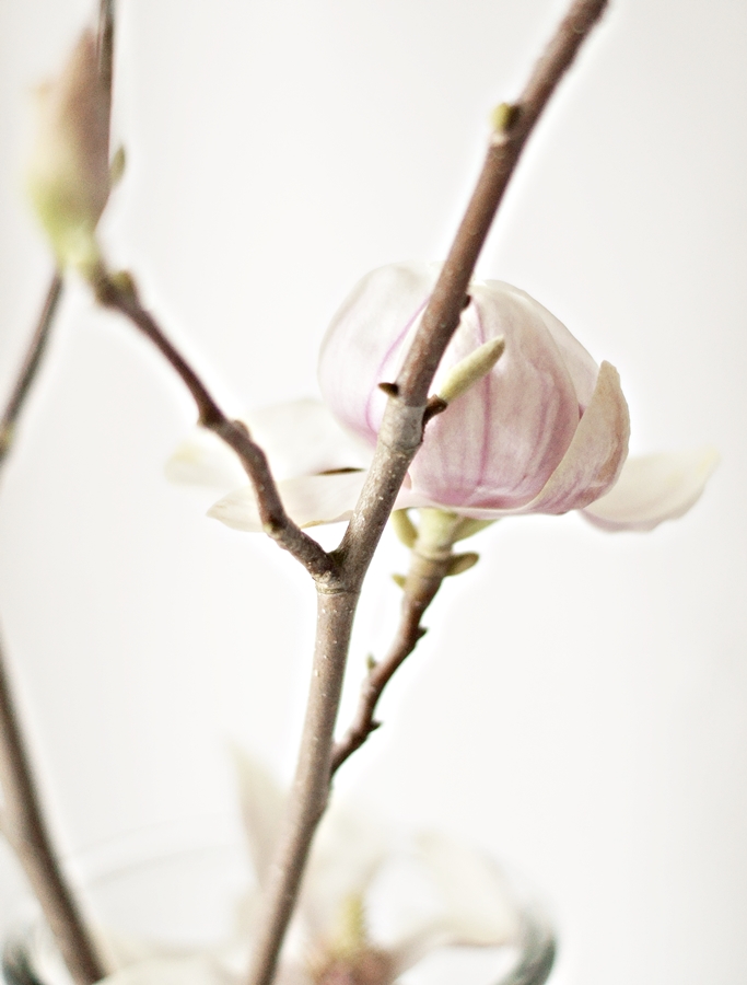 aufgeblühter Magnolienzweig