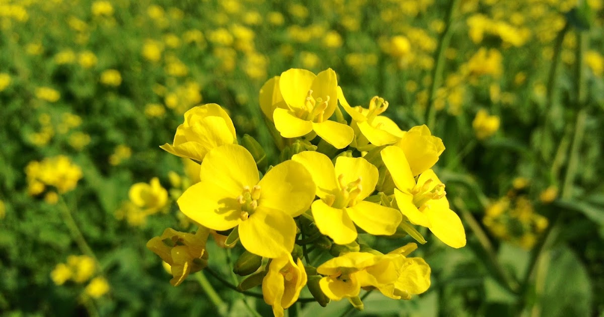 HSEB botany notes Economic importance of Family Cruciferae or