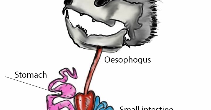 Vet Nursing: Koala's digestive system