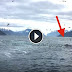 This Guy Was Filming Seagulls But He Did Not Expect What He Saw... It Will Take Your Breath Away!