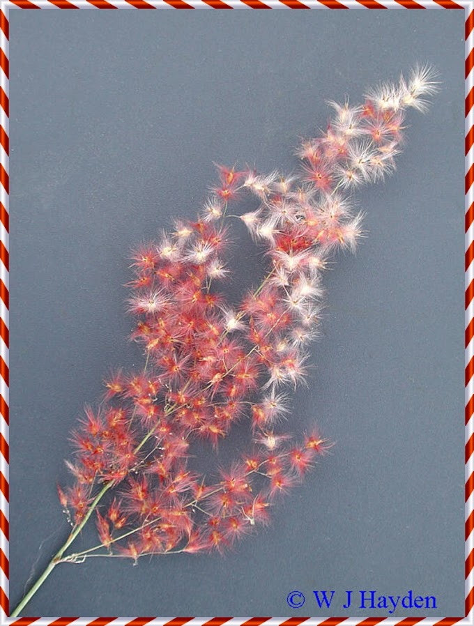 CAPIM GORDURA(Melinis minutiflora)