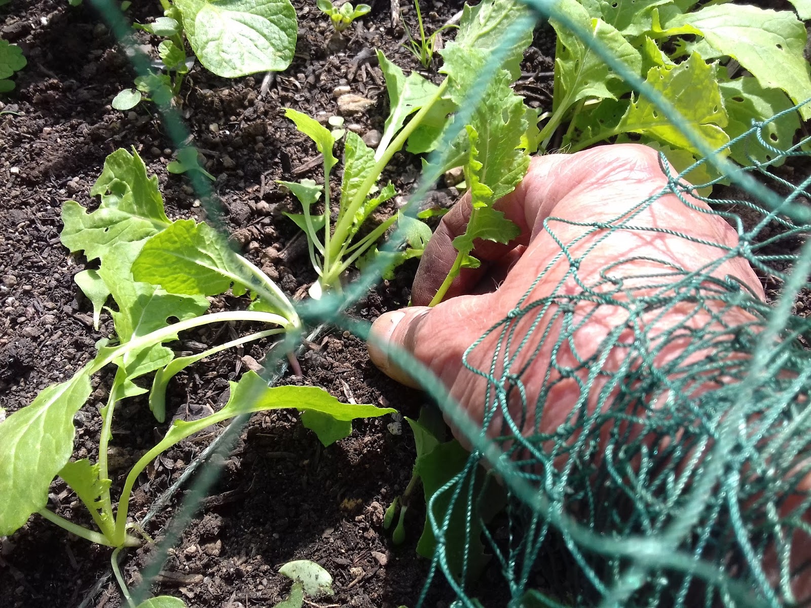Allotment With A Sea View Allotment Growing Turnips Thinning Seedlings