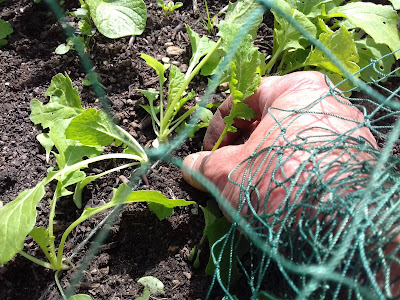 Allotment Growing - Turnips - Seedings