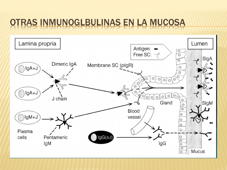 TEJIDO LINFOIDE ASOCIADO A LA MUCOSA