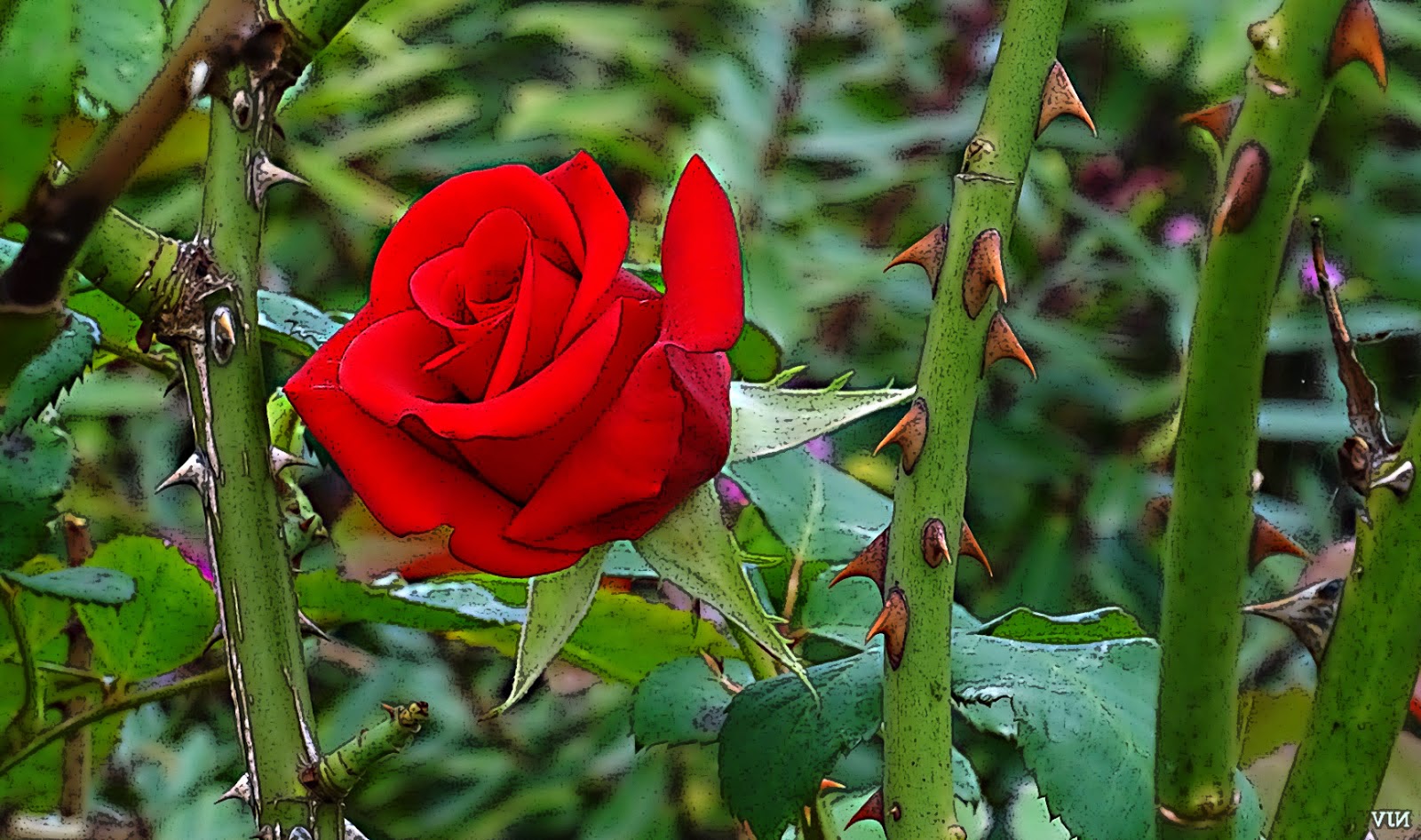 NixPages ROSE AND THORN