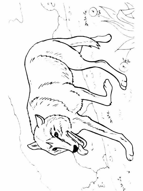 Disegni Da Colorare Lupo Disegni Da Colorare Lupo