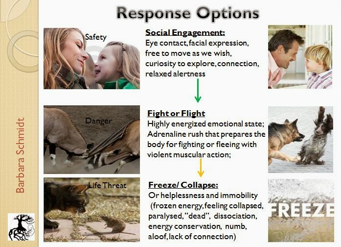 Counselling Somatic with Barbara Schmidt: Freeze state that follows ...