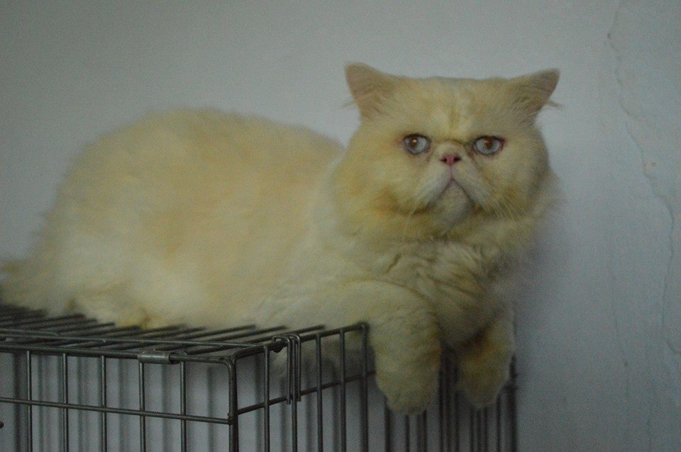 Rumah Kucing Perbedaan Kucing Persia Flatnose Dan Peaknose