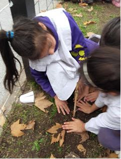 Alumnos de segundo grado transplantando moreras en el patio de la escuela