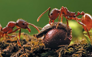 Ants In Garden Soil
