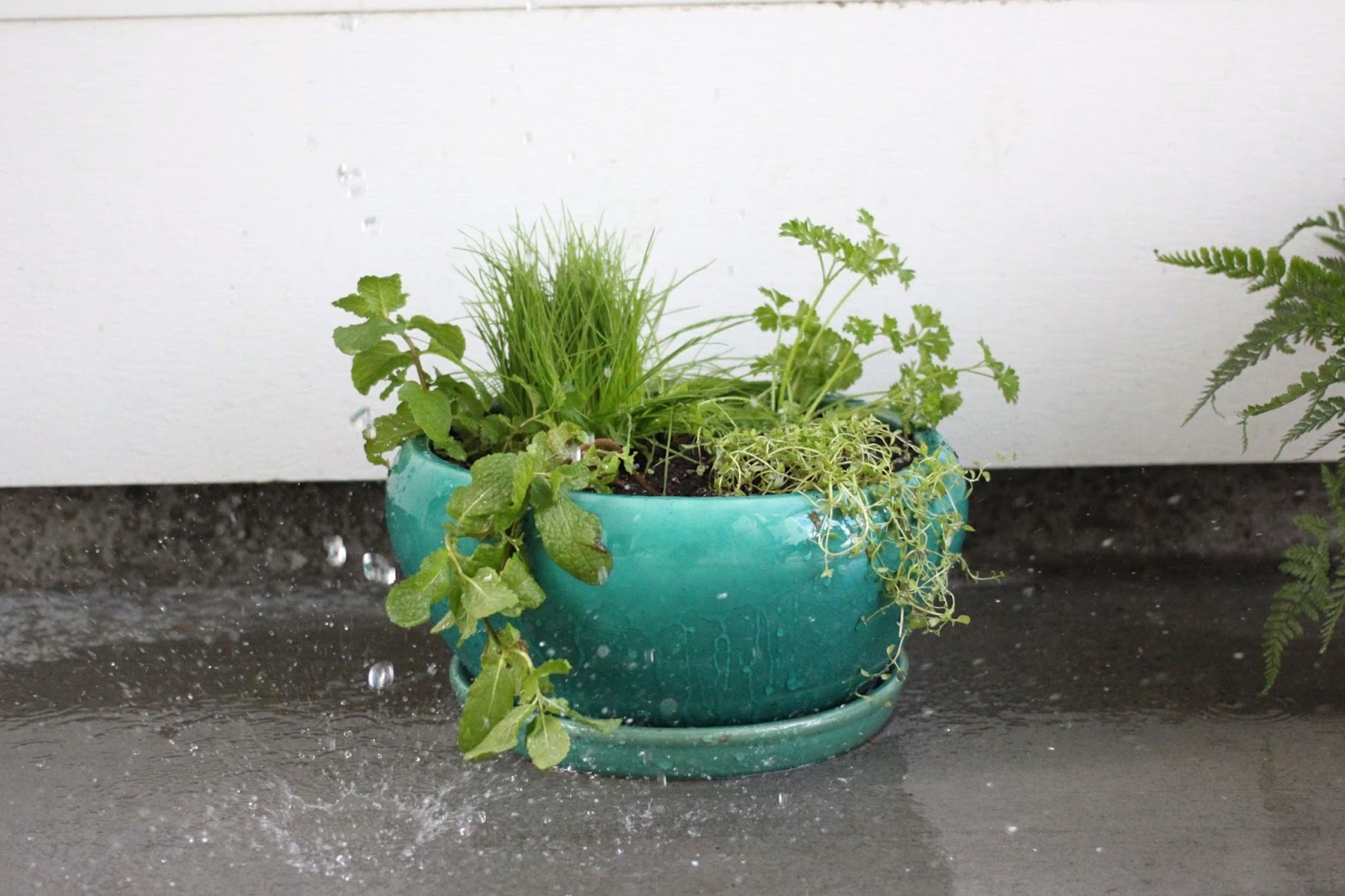 borrowed heaven DIY Indoor Cat Garden