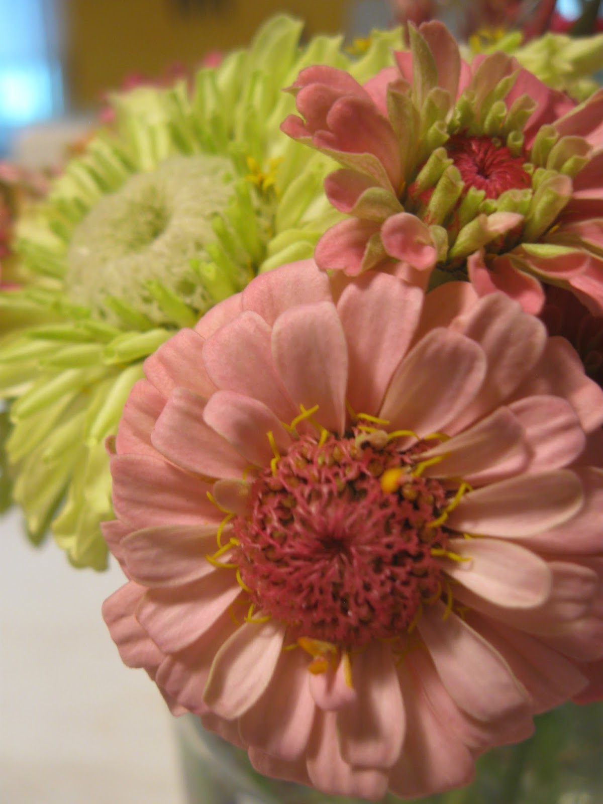 WashingtonGardener Zinnias You Can Grow That!