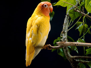 All Wallpapers: Parrot Hd Wallpapers 2