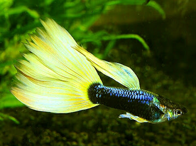 Sejarah ikan guppy lokal Asal usul ikan guppy