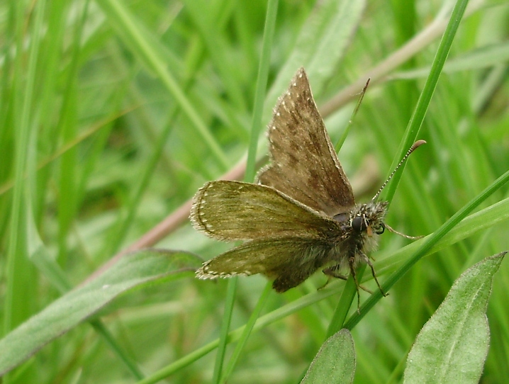 Mariposas y orugas (Volvoretas e eirugas) Mariposas diurnas y