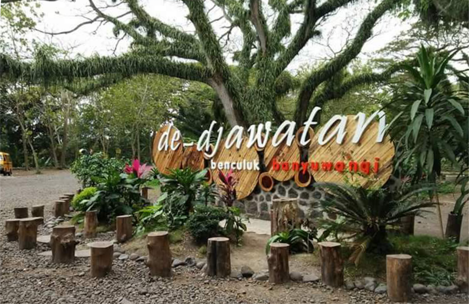 Kunjungi Wisata Hutan De Djawatan Benculuk Yang Kunjungi Wisata Hutan De Djawatan Benculuk Yang