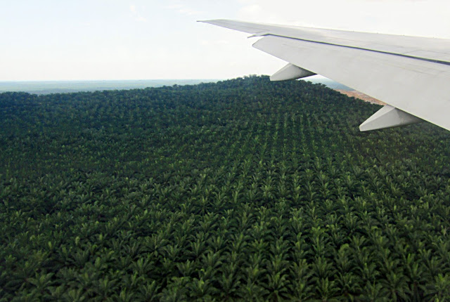 palm plantations of malaysia wide expanse