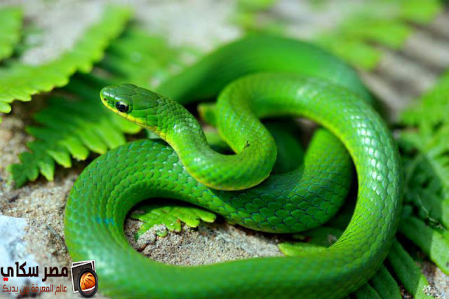 تعرف على 15 نوع من الثعابين الغير ضارة بالصور Snakes are not harmful تعرف على 15 نوع من الثعابين الغير ضارة بالصور Snakes are not harmful