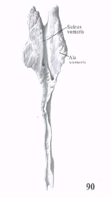 Сошник кость. Сошник кость анатомия. Сошник кость черепа анатомия. Кости черепа сошник. Сошник анатомия строение.