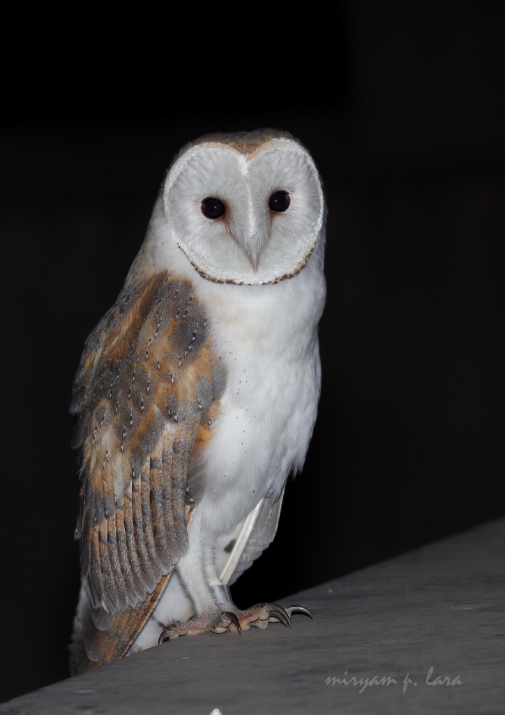 Imagen Natural La dama blanca