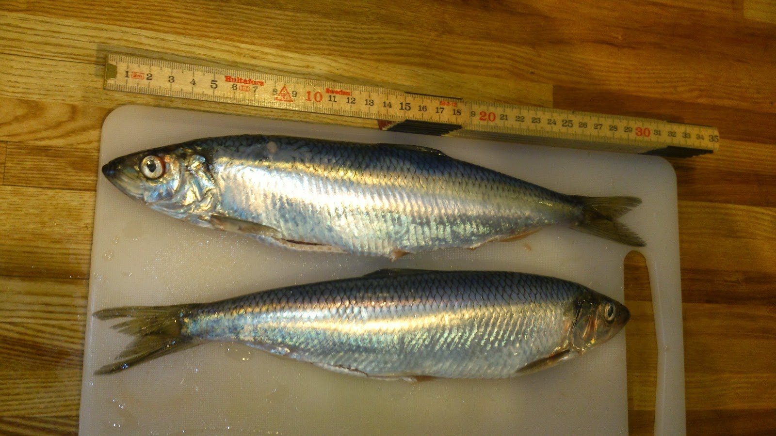 Sundfisker.dk - Blog : Sildefiskeri