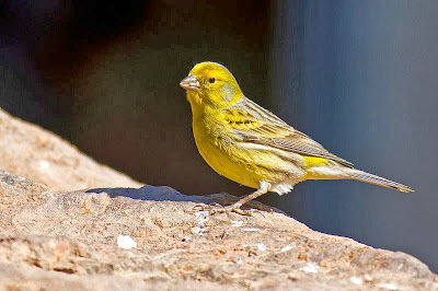 Burung Kenari Cara Merawat Kenari Suara Kicau Nyaring Gacor