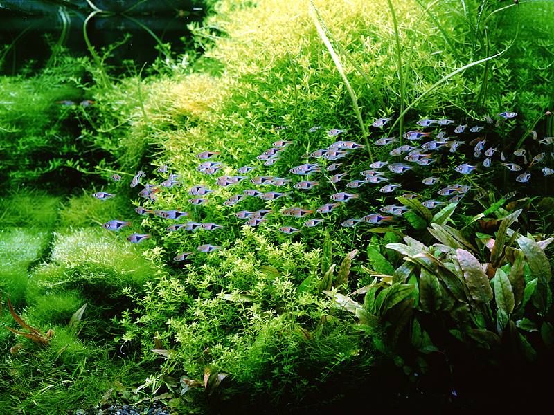 Cá tam giác bơi thành đàn rất đẹp trong bể thủy sinh Cá tam giác bơi thành đàn rất đẹp trong bể thủy sinh