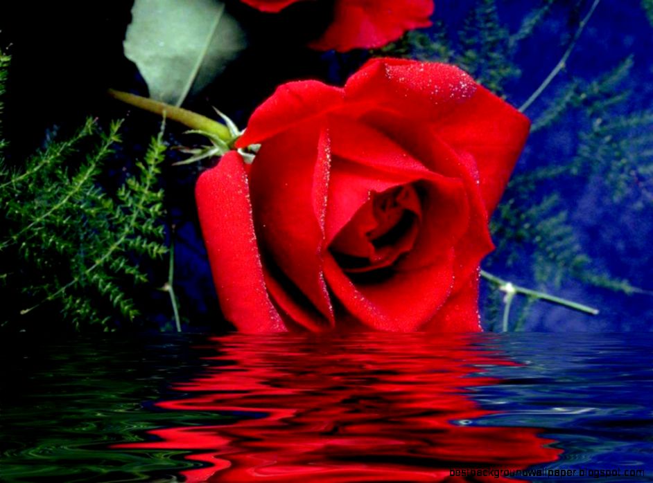 red roses most popular rose rose wallpapers beautiful rose red