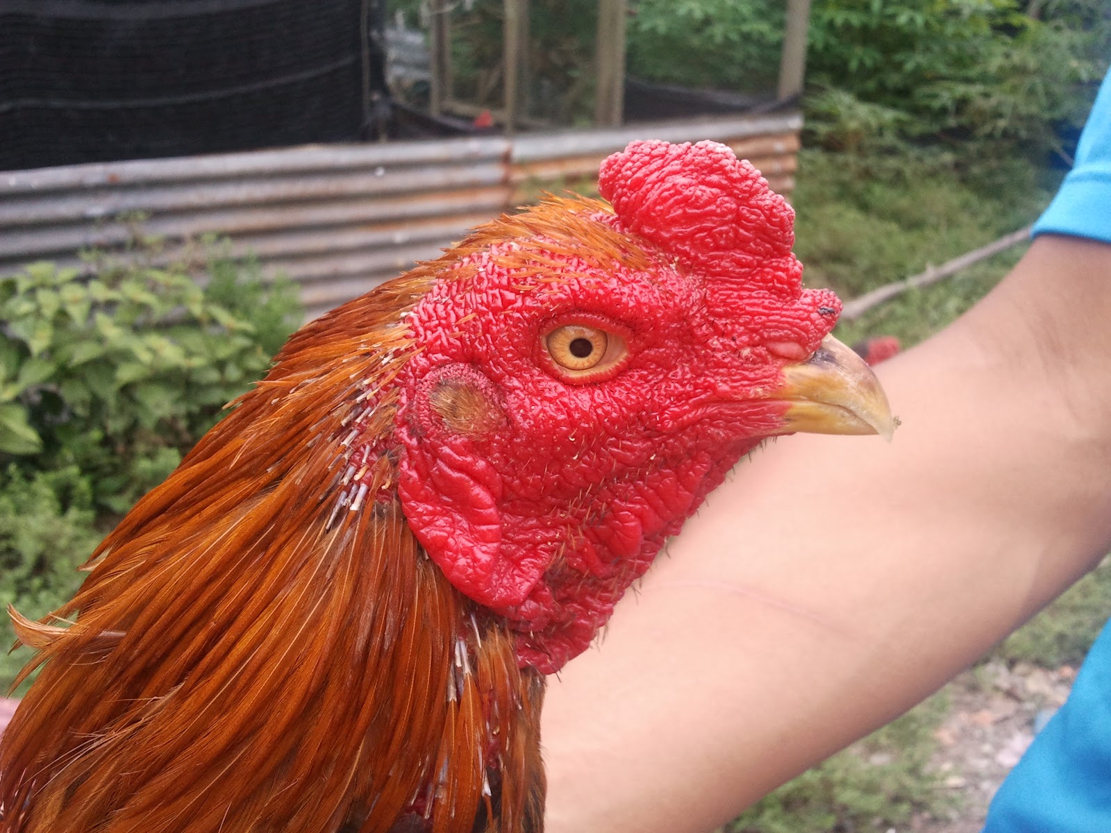 ARNAB PONTIAN Ayam  Jantan Batang Kaki  Untuk Dijual SOLD 