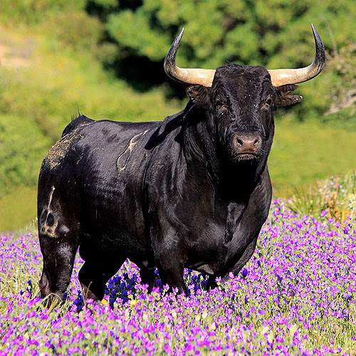 Toroprensa.com: POR LAS RUTAS DEL TORO