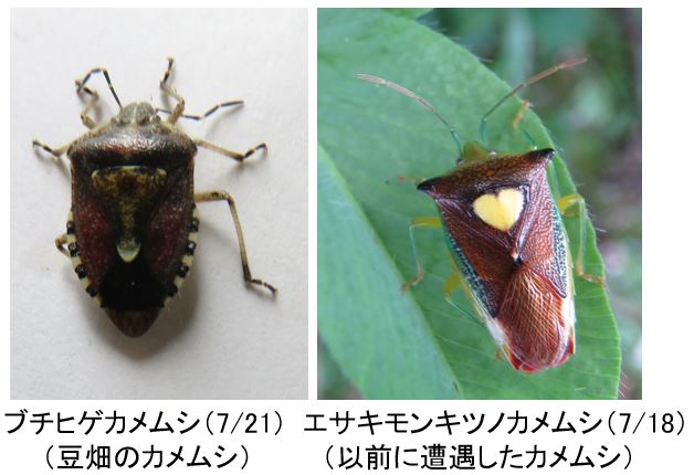 ささやかな手抜き菜園から 大豆の害虫カメムシの臭気成分